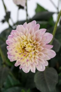Dahlia Coffee Shop 'Lavender Latte' (Syngenta Flowers)