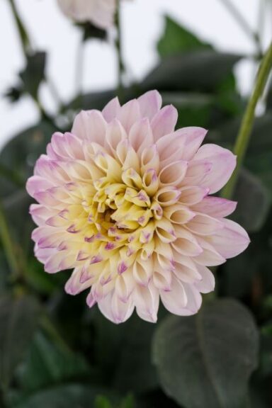 Dahlia Coffee Shop 'Lavender Latte' (Syngenta Flowers)