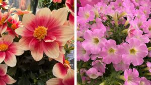 6 Things Growers Should Know About the Dümmen Orange/Syngenta Flowers Joint Venture
