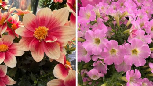 6 Things Growers Should Know About the Dümmen Orange/Syngenta Flowers Joint Venture