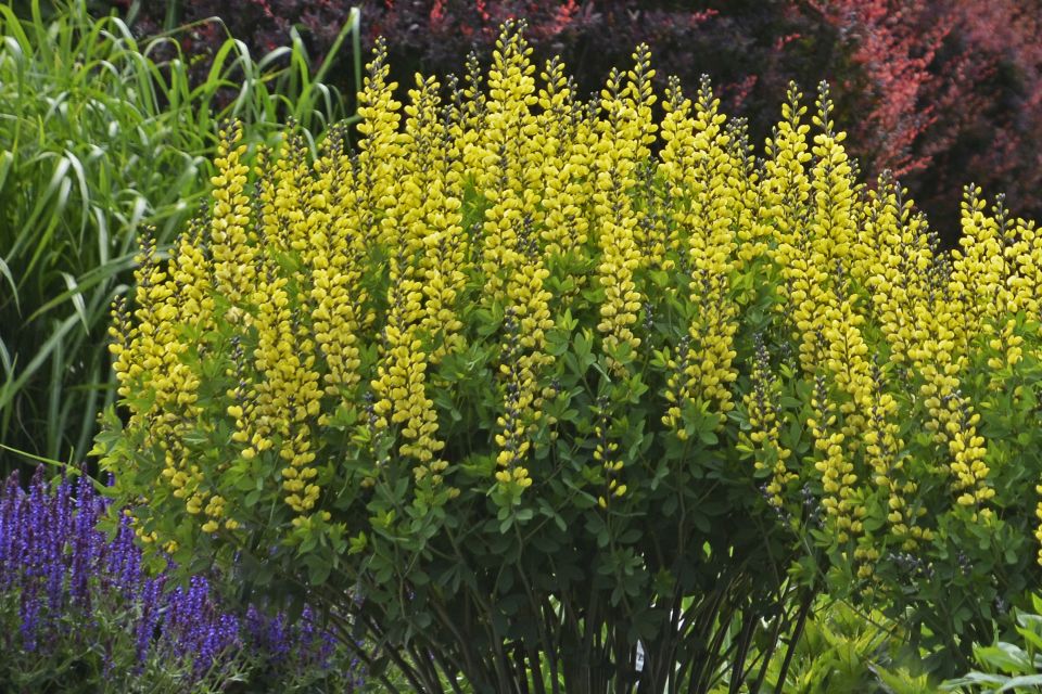 Baptisia Decadence ‘Lemon Meringue’. Deep-rooted perennials such as Baptisia offer long-term durability and multi-season value once established.