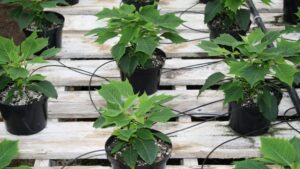 Automation for the People: Technology for Small- and Mid-size Producers