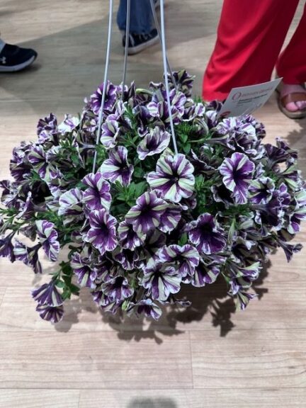 Petunia ‘Sweetunia Violet Vortex’ (Dümmen Orange)
