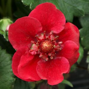 Fragaria Pretty Tasty Ruby (ThinkPlants/Terra Nova Nurseries