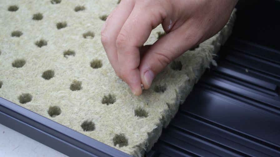 Handheld manifold and plate vacuum seeders can make sowing plug trays faster, more uniform, and more labor-efficient than hand sowing.