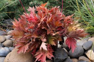 Heuchera Fyre Wing ‘Amber’