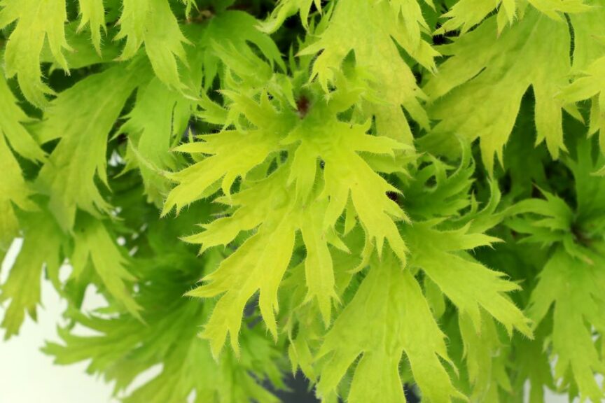 Heuchera Fyre Wing ‘Heliodor’
