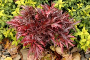 Heuchera Fyre Wing ‘Hematite'
