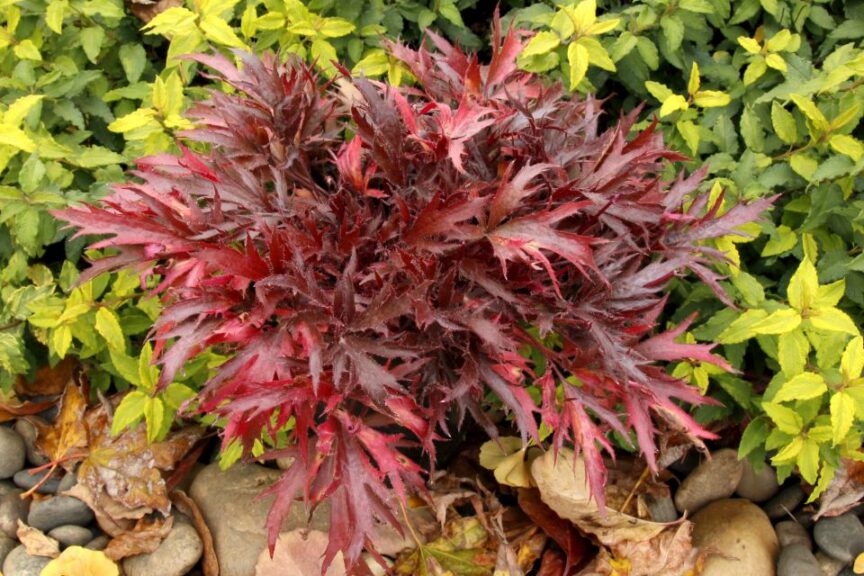 Heuchera Fyre Wing ‘Hematite'
