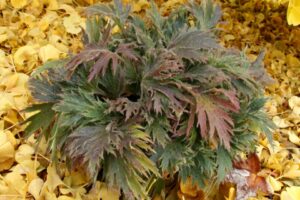 Heuchera Fyre Wing ‘Jadeite’