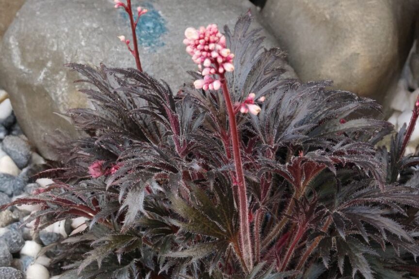 Heuchera Fyre Wing ‘Jet’