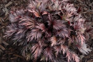 Heuchera Fyre Wing ‘Rhodonite'