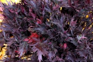 Heuchera Fyre Wing ‘Spinel'