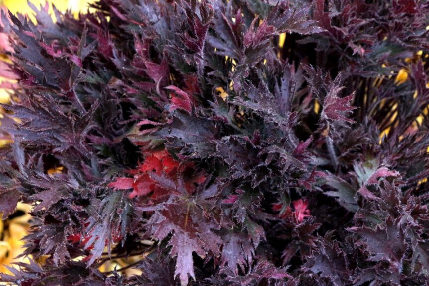Heuchera Fyre Wing ‘Spinel'