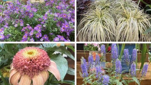 Highlights From the New Varieties Zone at Cultivate’26