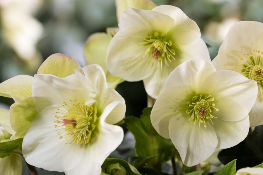 Ice Breaker Lemony Hellebore