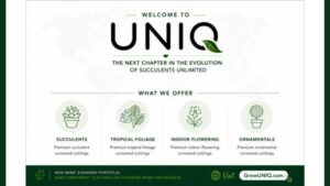 Introducing UNIQ, the New Face of Succulents Unlimited