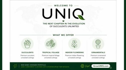 Introducing UNIQ, the New Face of Succulents Unlimited