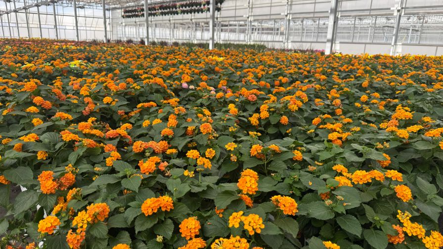 Lantana remains a reliable heat- and drought-tolerant crop with strong retail color.