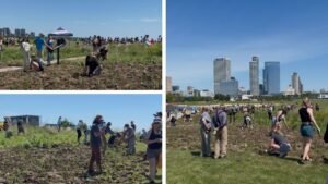 Lessons From Milwaukee’s Monarch Flyway Planting on Pollinator Plants and Public Buy-In