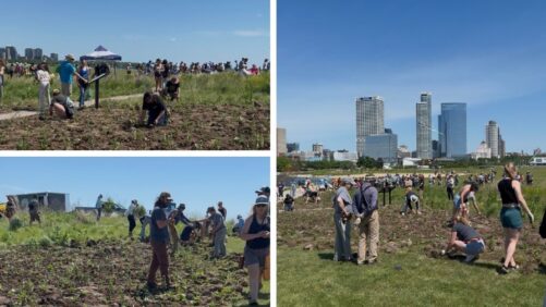 Lessons From Milwaukee’s Monarch Flyway Planting on Pollinator Plants and Public Buy-In
