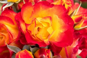 Light My Fire™ Rose