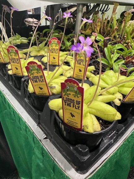 Lords of the Fly® Carnivorous Butterwort (Little Prince of Oregon Nursery)