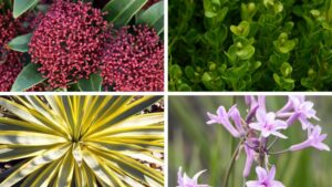 Monrovia Announces Its Top 12 Distinctive Plants for 2027