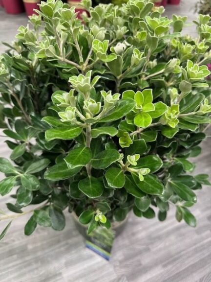 Pittosporum ‘Pot Belly’ (Monrovia Nursery Company)
