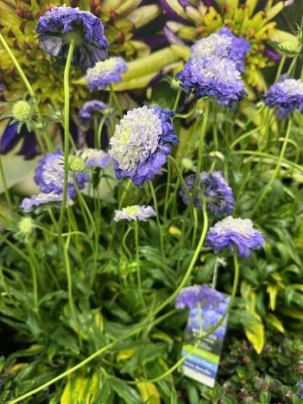 Scabiosia ‘Pincushion Skyrocket’ (Monrovia Nursery Company)