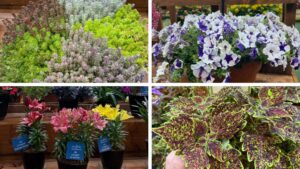 More Highlights From the New Varieties Zone at Cultivate’26