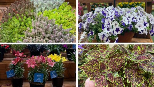 More Highlights From the New Varieties Zone at Cultivate’26