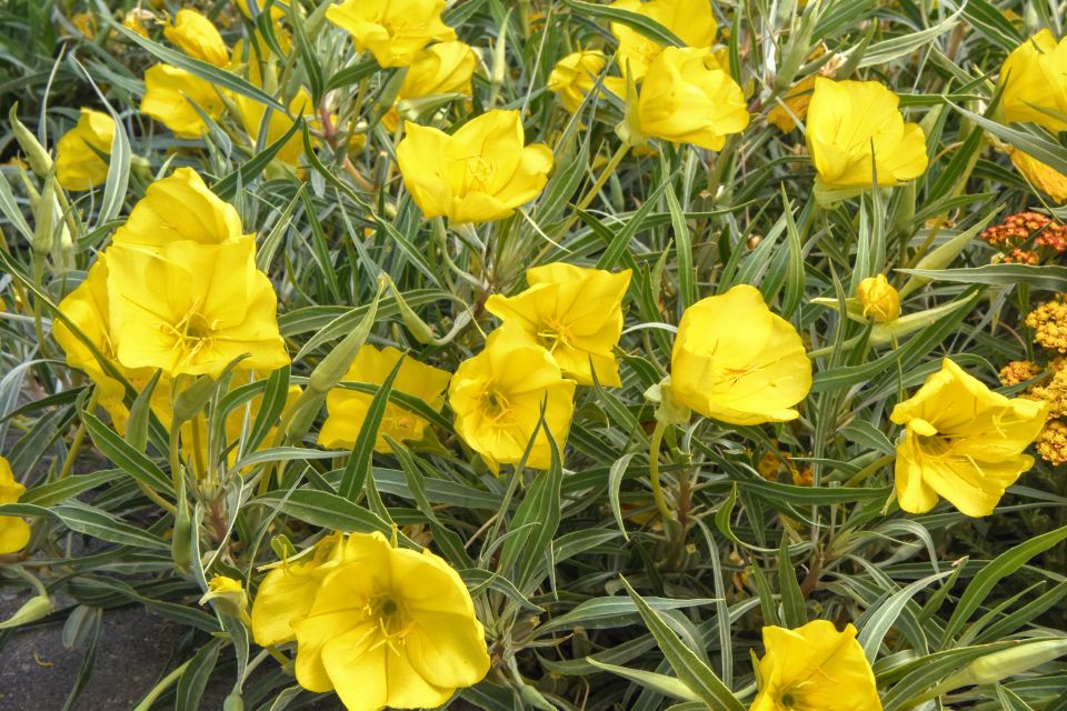Oenothera Evening Sun.