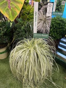 Carex ‘Lunar Falls’ (Plant Development Services, Inc.)