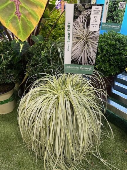 Carex ‘Lunar Falls’ (Plant Development Services, Inc.)