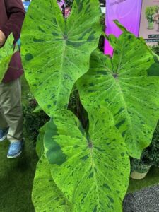 Colocasia Royal Hawaiian® ‘Mai Tai’ (Plant Development Services, Inc.)