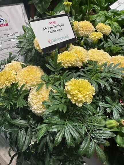African Marigold Lanna Lace (PanAmerican Seed)