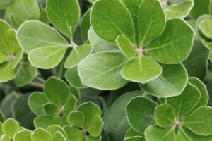 Pot Belly Pittosporum