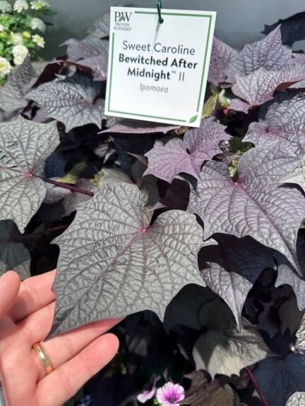 Sweet Caroline Bewitched After Midnight II (Proven Winners)