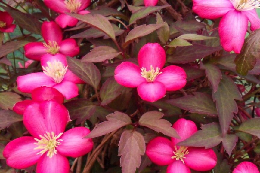 Red Velvet Truffle Clematis