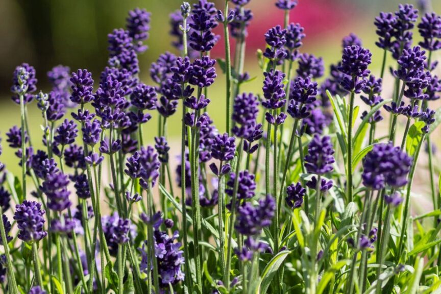 Scent™ Mini Blue Lavender