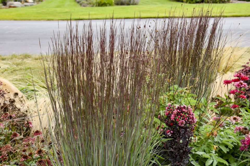 Schizachyrium ‘Cinnamon Sticks’.