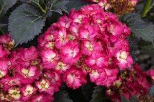 Seaside Serenade® Hanalei Bay Hydrangea