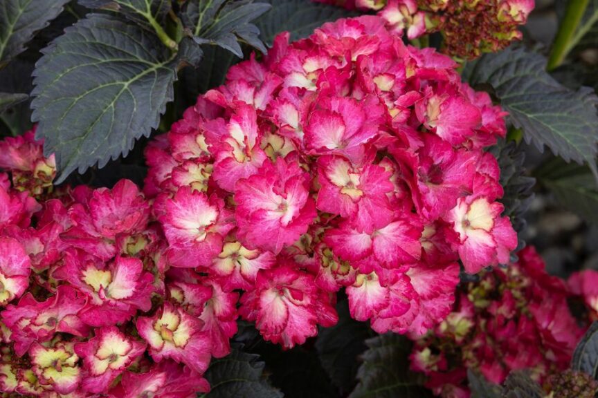 Seaside Serenade® Hanalei Bay Hydrangea