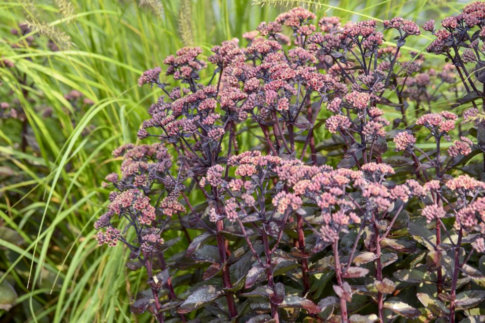 Sedum ‘Back in Black’. Sedum offers drought tolerance, strong foliage, and pollinator-friendly flowers in a durable retail crop.