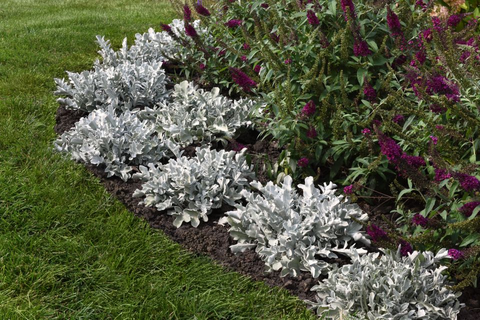 Centaurea Silver Swirl. Silver foliage adds contrast while supporting the story around heat- and drought-adapted traits.