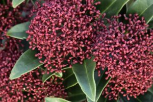 Springtime® Burgundy Skimmia