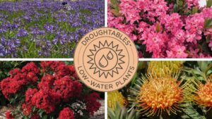 Video Spotlight: Droughtables, a Collection of Waterwise Plant Solutions