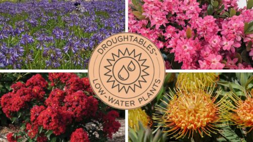 Video Spotlight: Droughtables, a Collection of Waterwise Plant Solutions