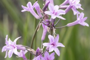 Starburst® Tulbaghia